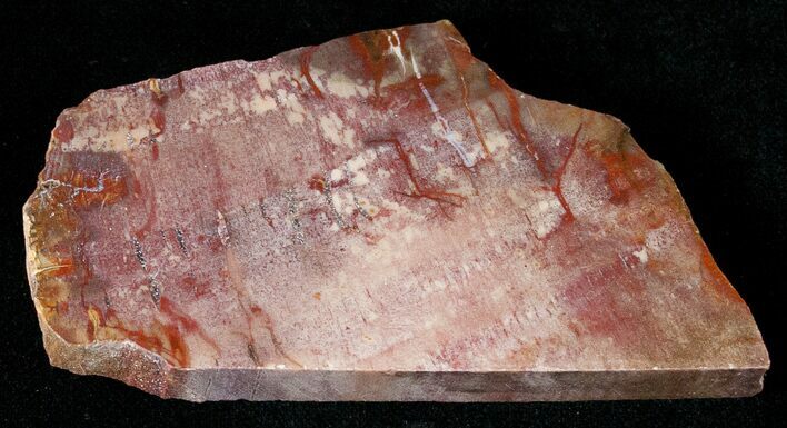 Red Araucaria Petrified Wood Slab #17133